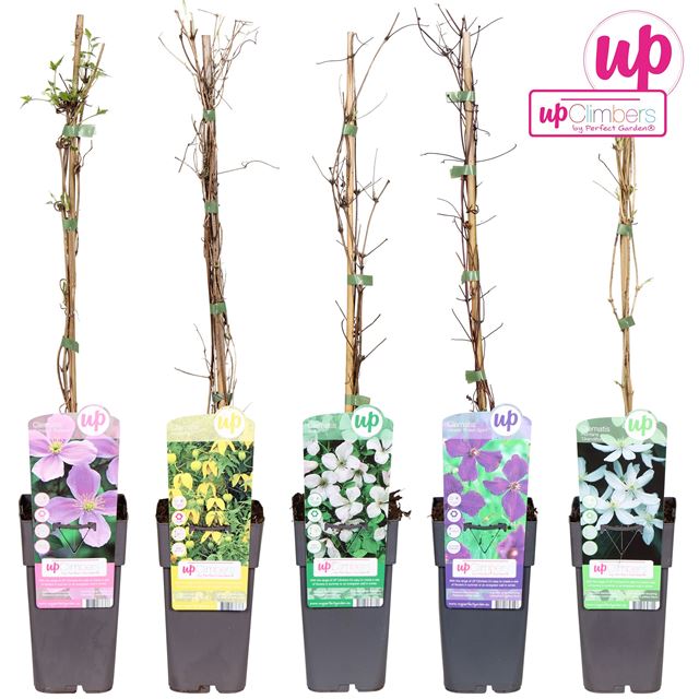 Picture of Clematis small flowered mix