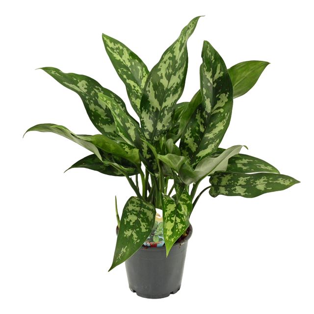 Picture of AGLAONEMA COMMUTATUM MARIA