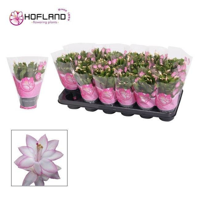Picture of Schlumbergera pink