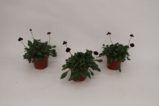 Picture of Cosmos bipinnatus chocomocha