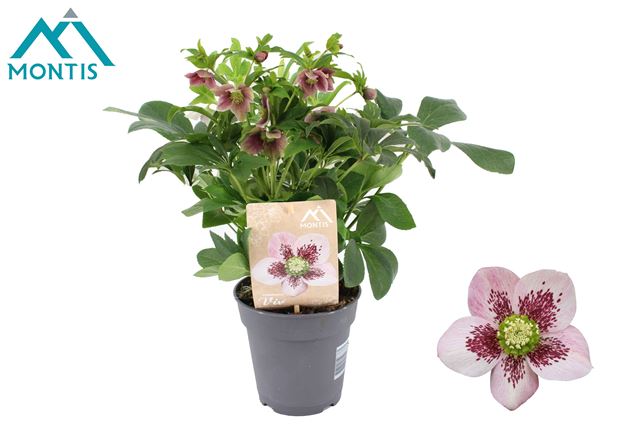 Picture of Helleborus orientalis viv bicolor