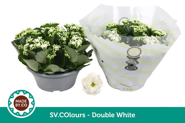 Picture of Kalanchoe double white bowl