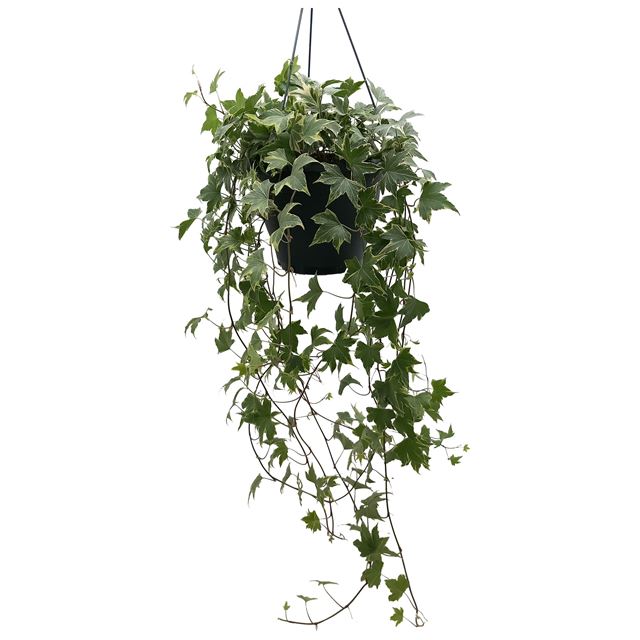 Picture of Hedera helix yellow variegated in hanging basket