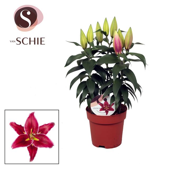 Picture of LILIUM ORIENTAL MAGNY COURS