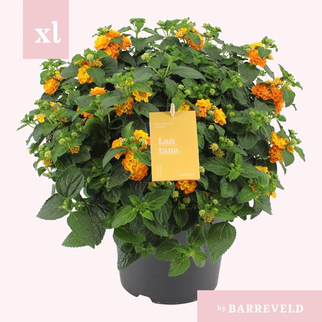 Picture of Lantana camara orange bush