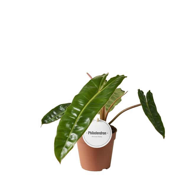 Picture of Philodendron billietiae