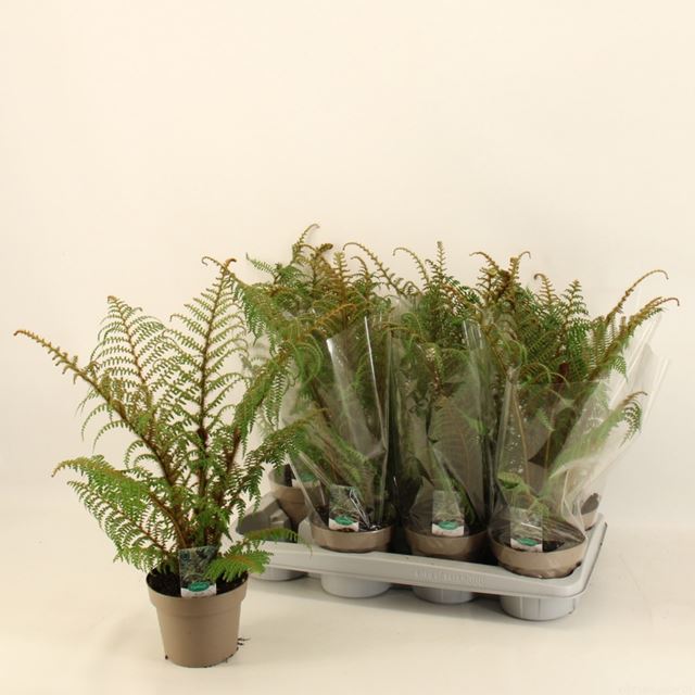 Picture of Cyathea tomentosissima highland lace