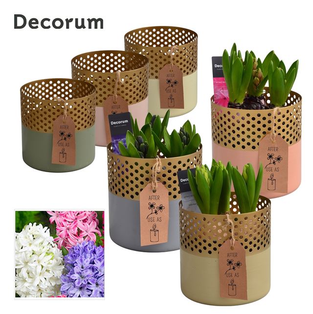 Picture of HYACINTHUS 03BULBS ZINC GOLDEN CHIC