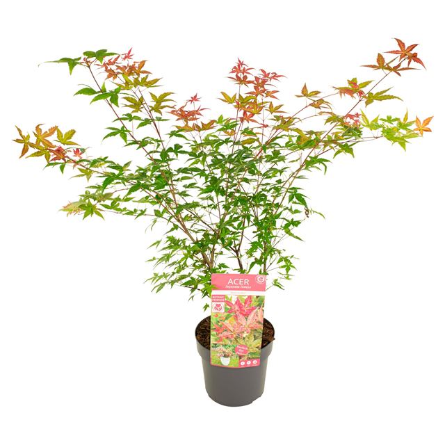 Picture of ACER PALM. BENI-MAIKO- SON&KOOT