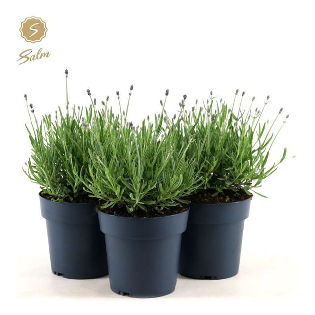 Picture of Lavandula ang  felice silver