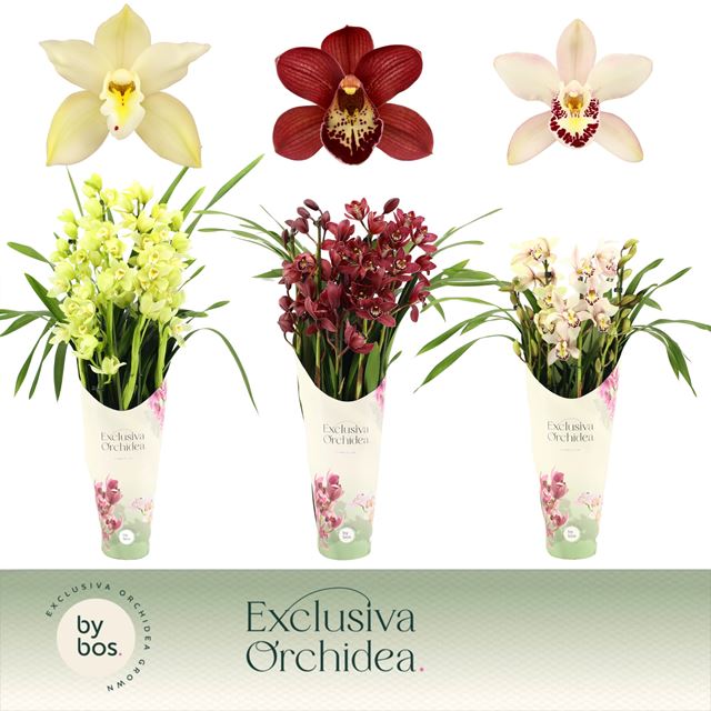 Picture of CYMBIDIUM 05-STEM MIX + COVER