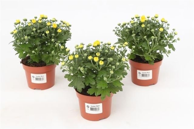 Picture of Chrysanthemum gardenmum yellow