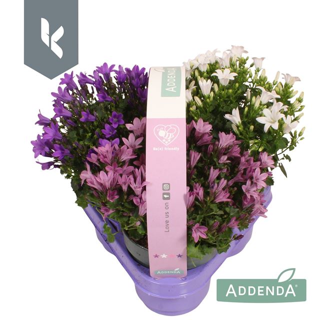 Picture of CAMPANULA CARNAVAL 03-PACK