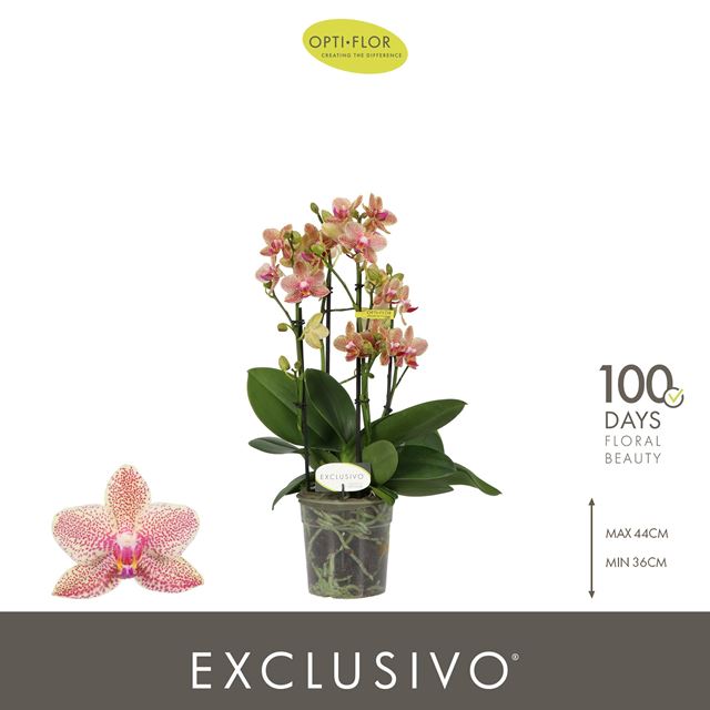 Picture of Phalaenopsis 04-stem exclusivo pikachu