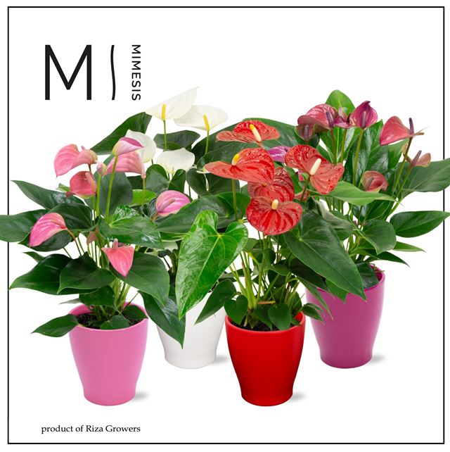 Picture of ANTHURIUM ANDREANUM MIX IN CERAMIC