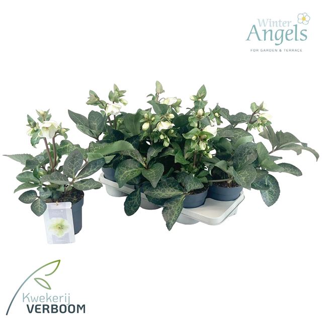 Picture of Helleborus x hybrid molly's white