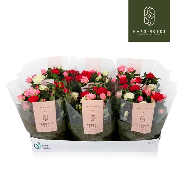 Picture of Rose CARNAVAL IN BOWL WITH SLEEVE