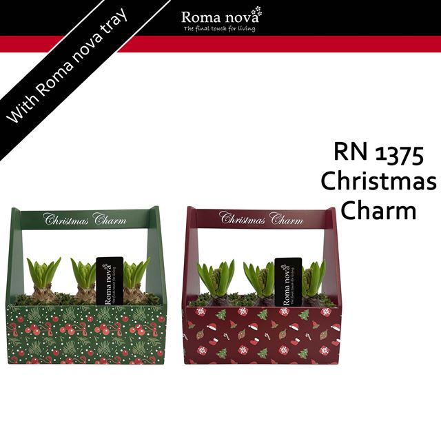 Picture of HYACINTHUS 03BULBS WOODEN BOX