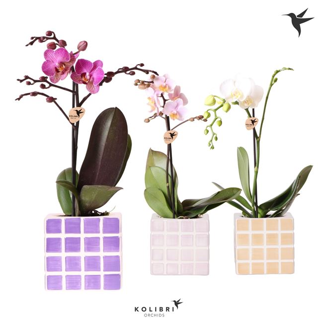 Picture of PHALAENOPSIS 01-STEM MIX IN CERAMIC