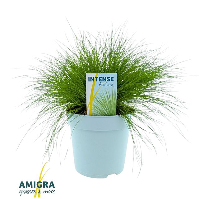 Picture of Deschampsia flexuosa amilime