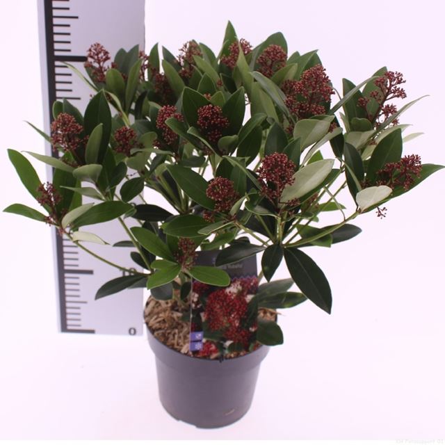 Picture of Skimmia japonica rubella 15 fl