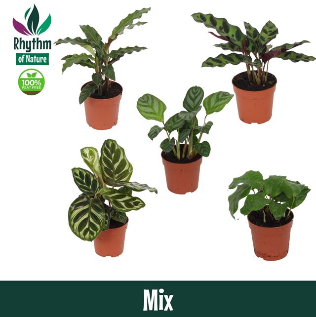 Picture of Calathea mix