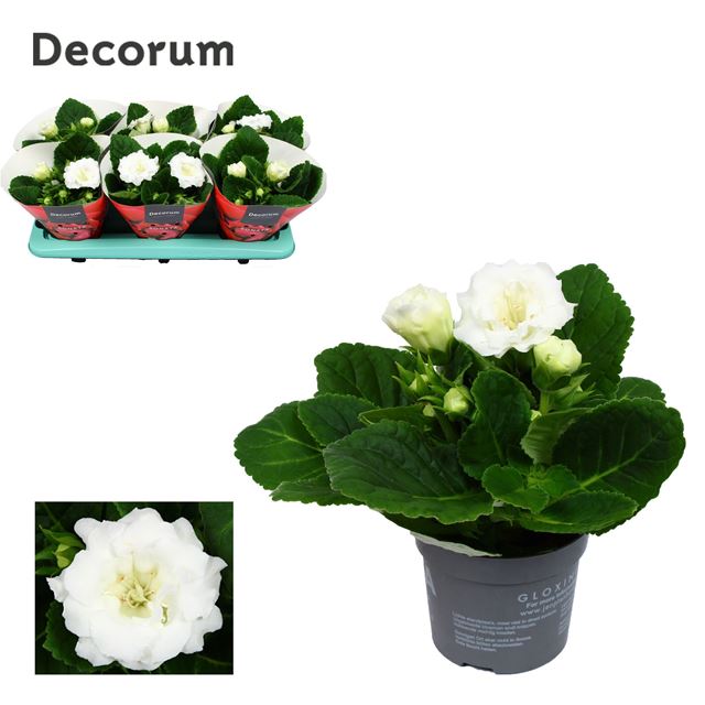 Picture of GLOXINIA SONATA WHITE