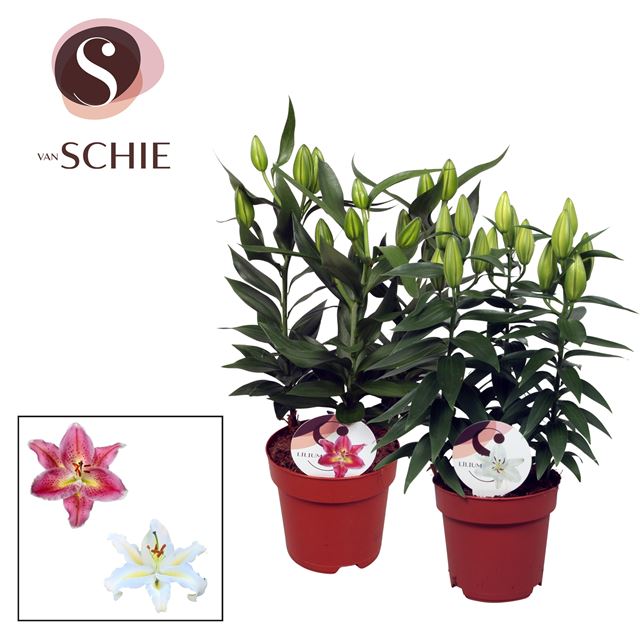 Picture of Lilium oriental 03pp mix