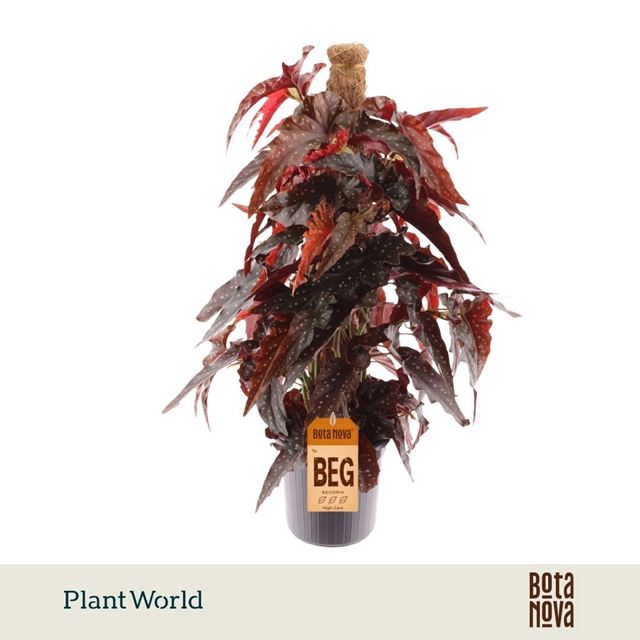 Picture of Begonia black forrest moss pole