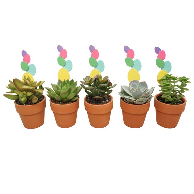 Picture of Succulent mix easter in terracotta pot