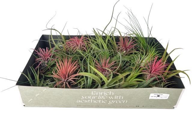 Picture of TILLANDSIA 07 VARIETY MIX