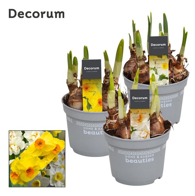 Picture of NARCISSUS MIX