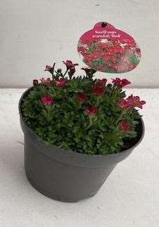 Picture of SAXIFRAGA ARENDSII RED