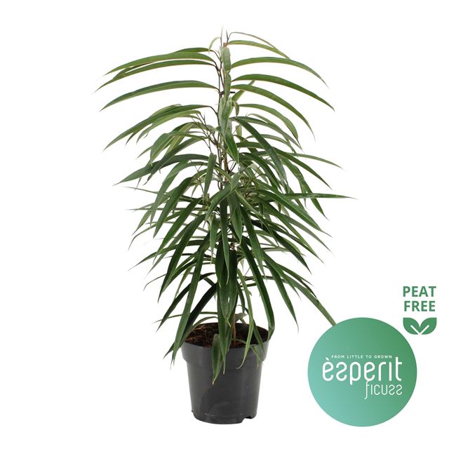 Picture of FICUS BINNENDIJKII ALII