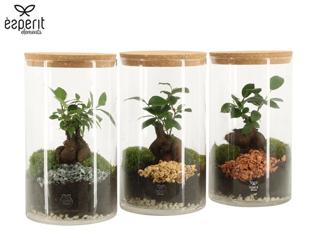 Picture of Terrarium arrangement