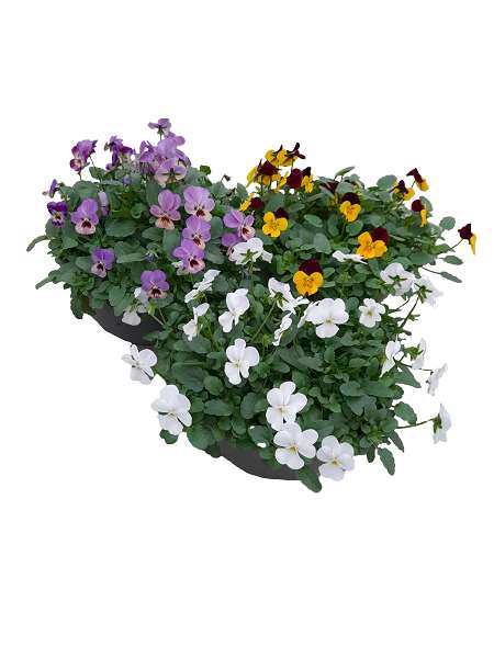 Picture of VIOLA CORNUTA ENDURIO IN BOWL