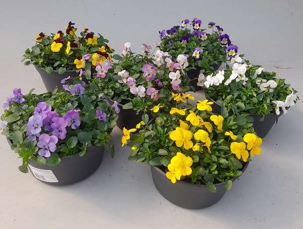 Picture of Viola cornuta endurio in bowl