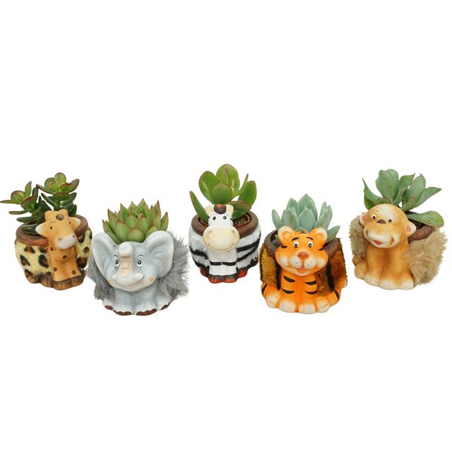 Picture of SUCCULENT MIX IN ANIMAL CERAMIC