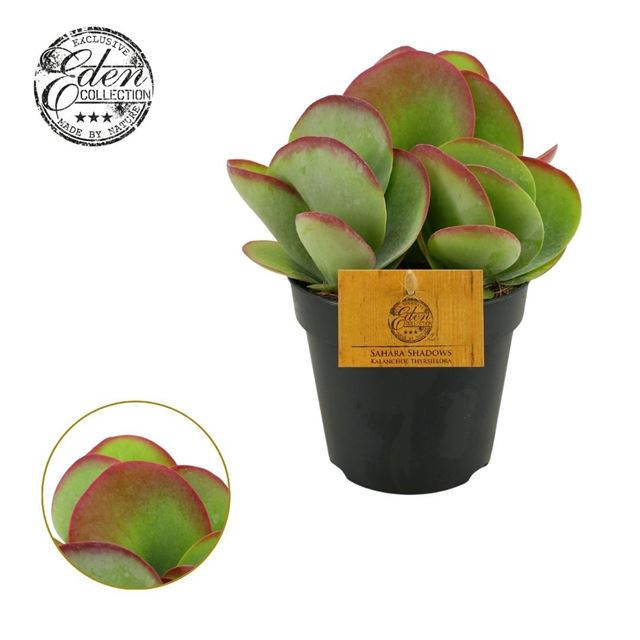 Picture of Kalanchoe thyrsiflora