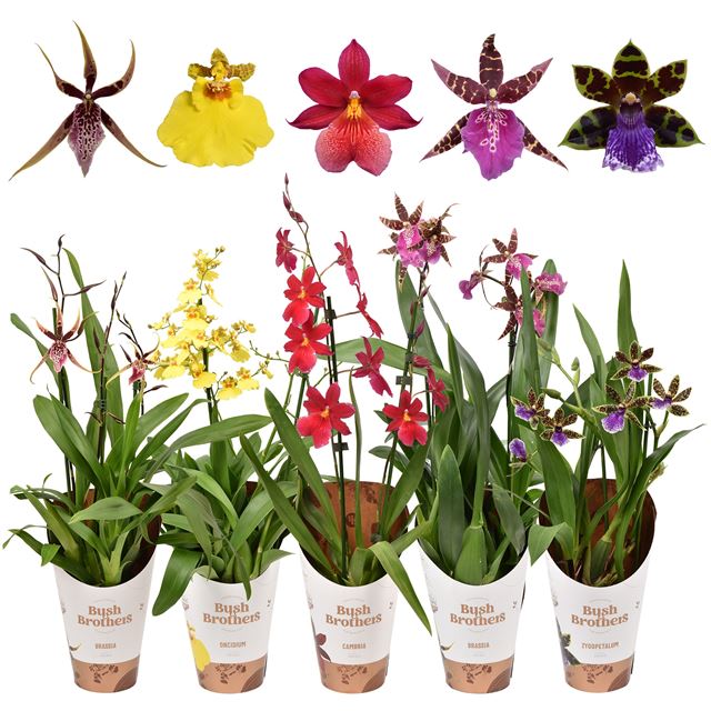 Picture of ORCHID 02-STEM MIX POTCOVER