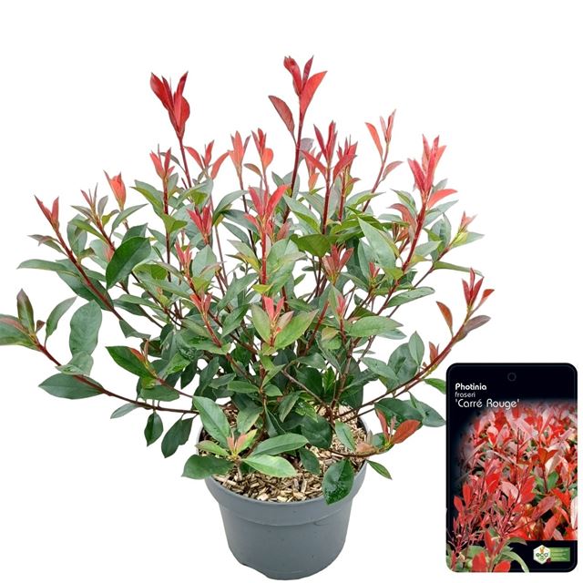 Picture of Photinia fraseri carre rouge