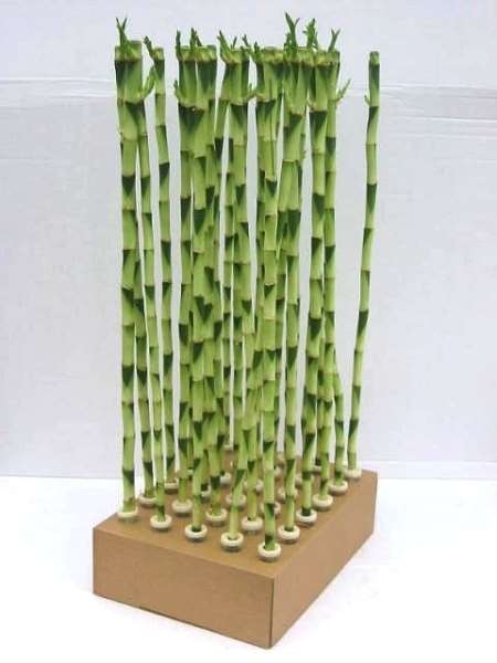 Picture of LUCKY BAMBOO  TIGE DROIT 70CM