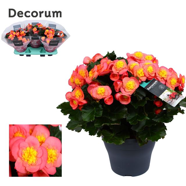 Picture of BEGONIA BELOVE PEACH