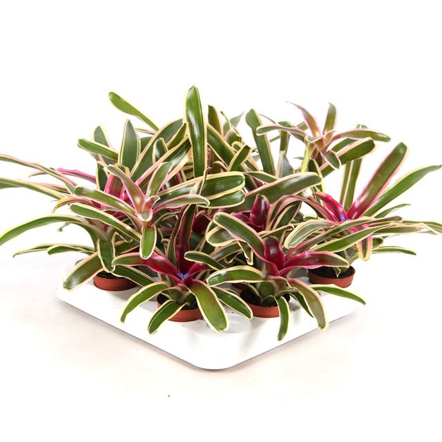 Picture of NEOREGELIA SCHULTESIANA FIREBALL