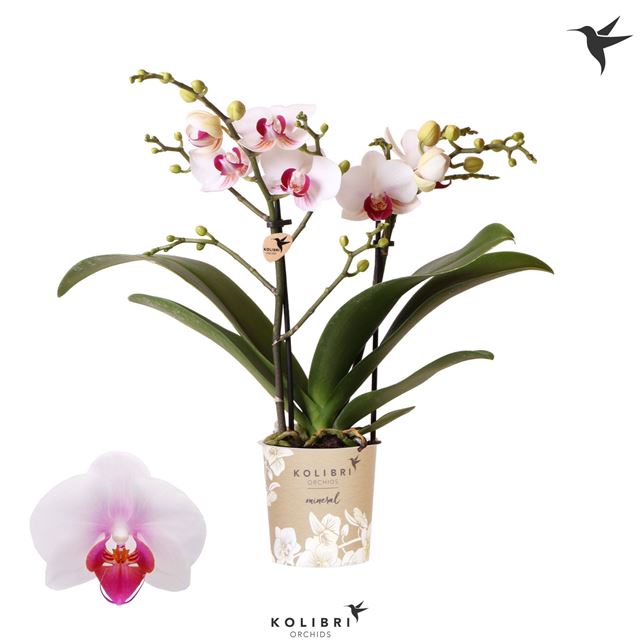Picture of Phalaenopsis 02-stem kolibri gibraltar