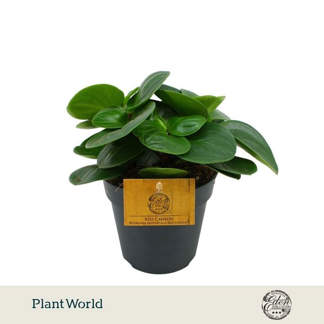Picture of Peperomia red canyon