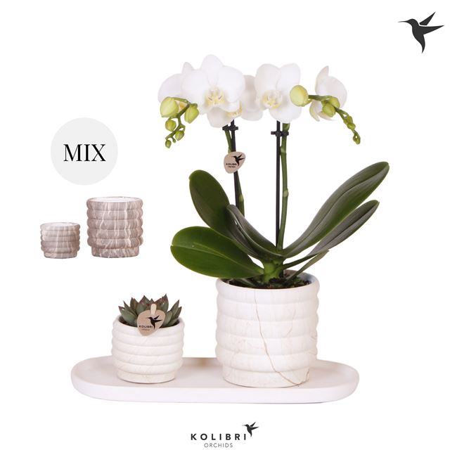 Picture of Phalaenopsis Arrangement Gift Set Marble