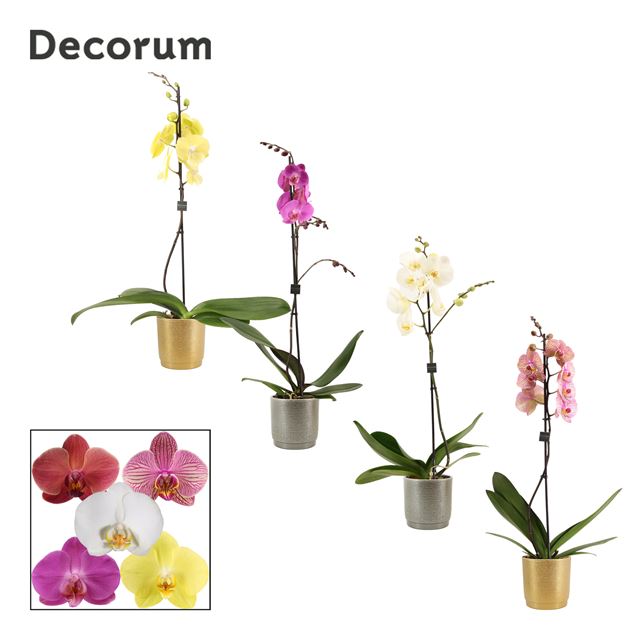 Picture of PHALAENOPSIS 01-STEM MIX IN CERAMIC