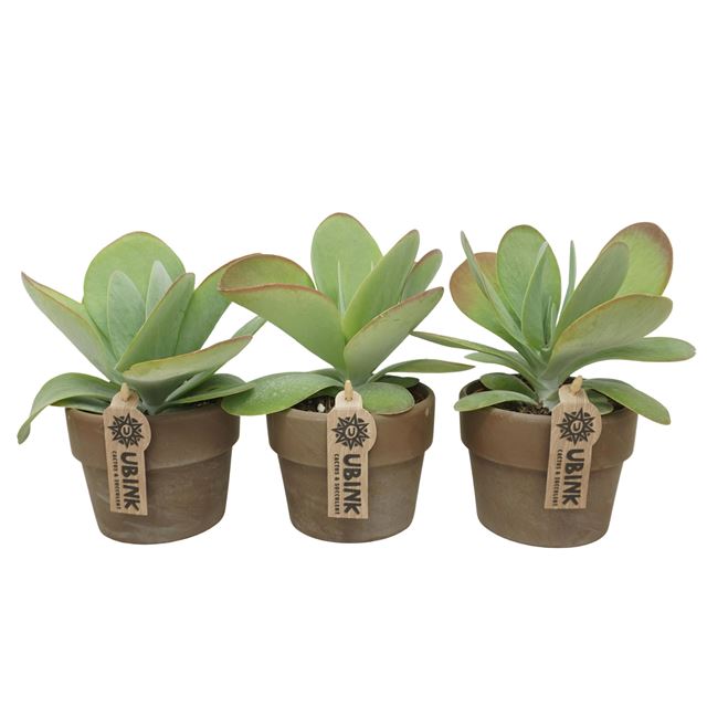 Picture of Kalanchoe red lips in gray terracotta