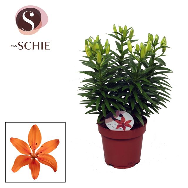 Picture of Lilium asiatic matrix